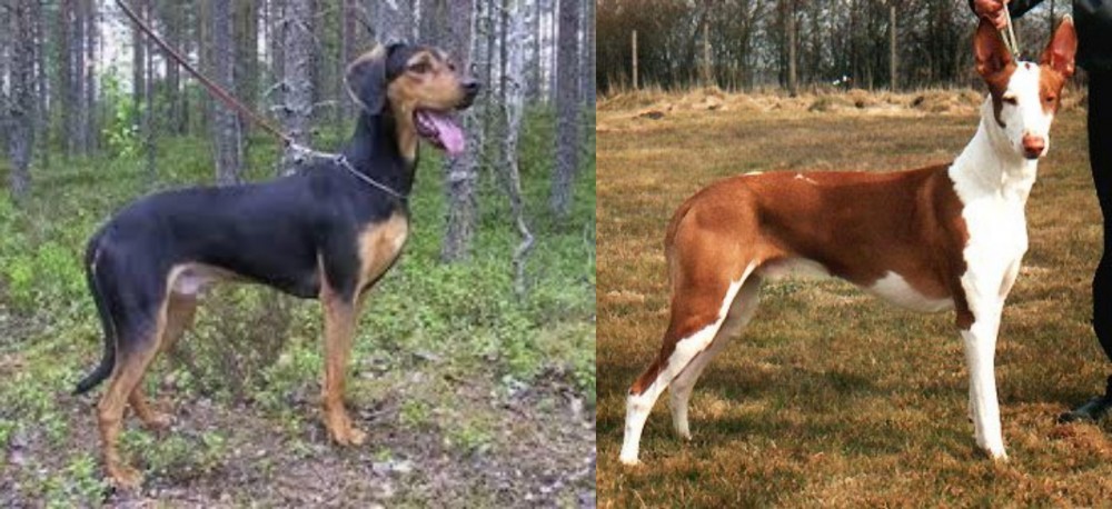 Podenco Canario vs Greek Harehound - Breed Comparison