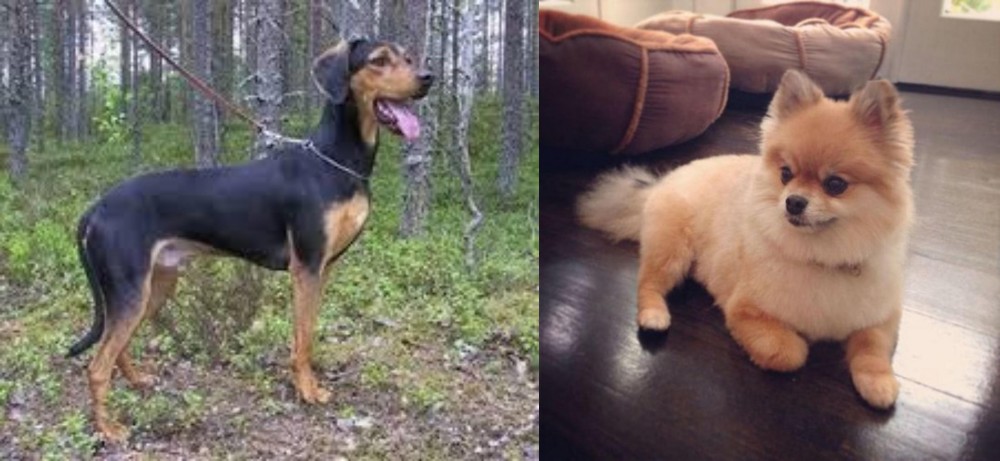 Pomeranian vs Greek Harehound - Breed Comparison