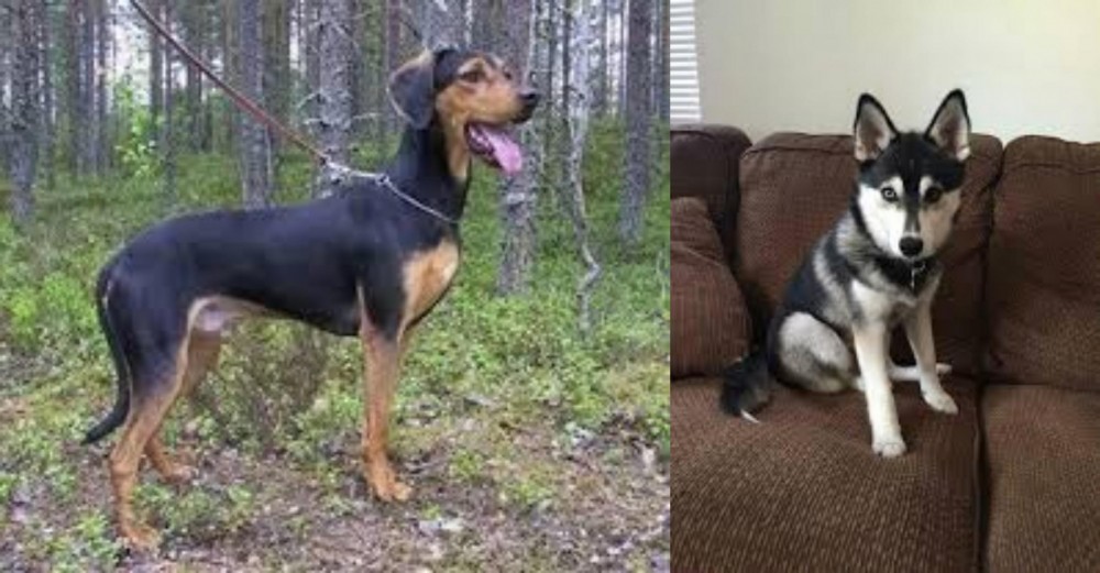 Pomsky vs Greek Harehound - Breed Comparison