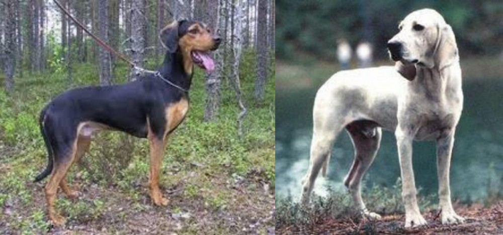 Porcelaine vs Greek Harehound - Breed Comparison
