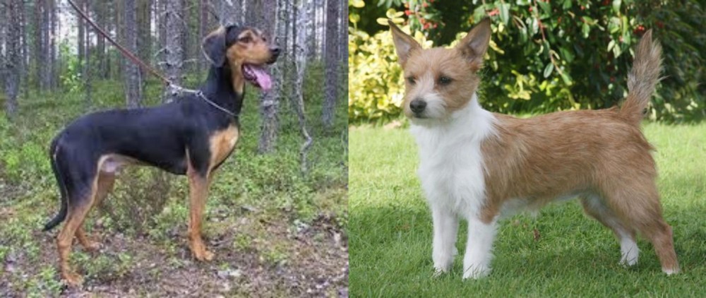 Portuguese Podengo vs Greek Harehound - Breed Comparison