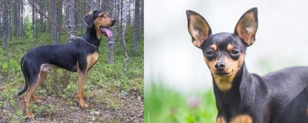 Prazsky Krysarik vs Greek Harehound - Breed Comparison