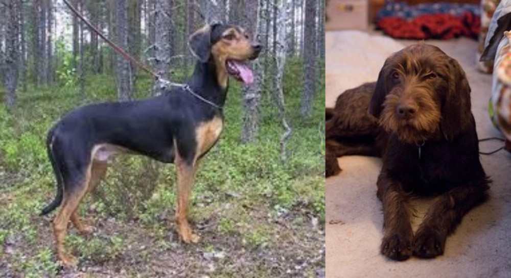 Pudelpointer vs Greek Harehound - Breed Comparison