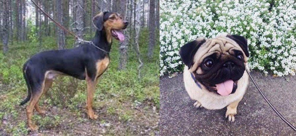Pug vs Greek Harehound - Breed Comparison