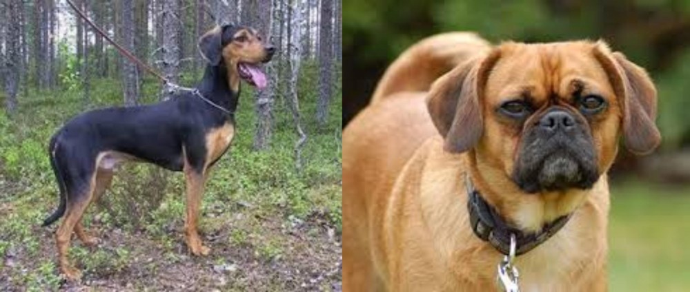 Pugalier vs Greek Harehound - Breed Comparison