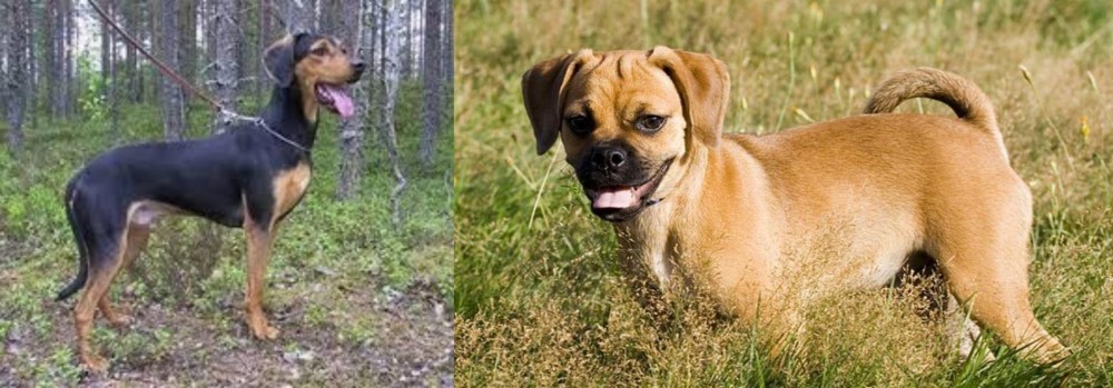 Puggle vs Greek Harehound - Breed Comparison