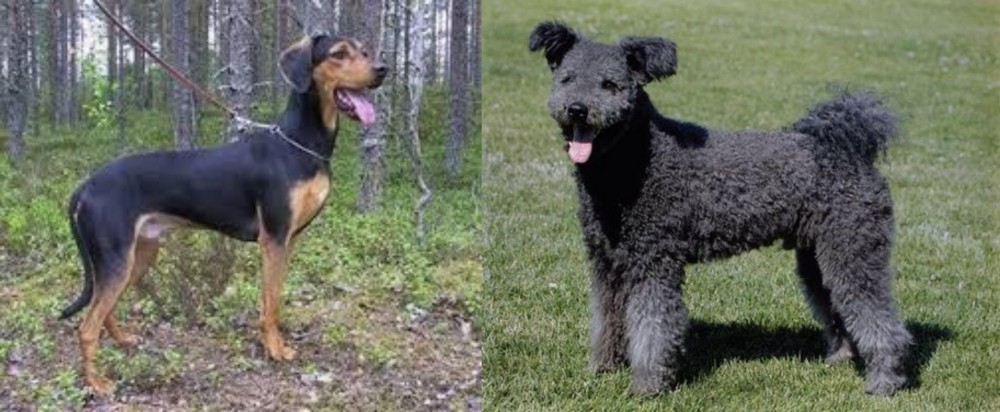 Pumi vs Greek Harehound - Breed Comparison