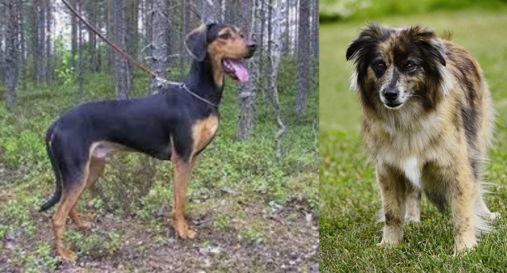 Pyrenean Shepherd vs Greek Harehound - Breed Comparison