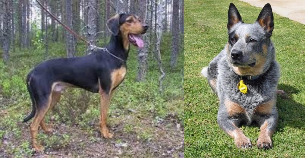 Queensland Heeler vs Greek Harehound - Breed Comparison