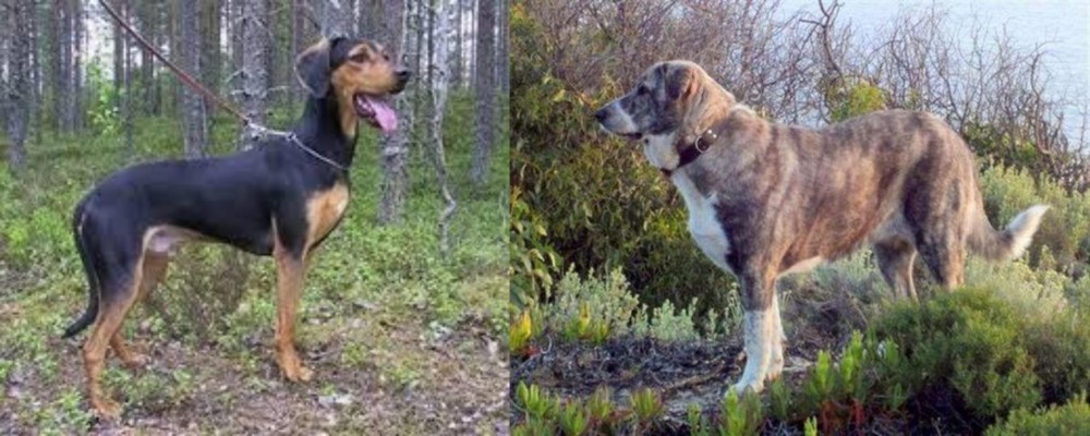 Rafeiro do Alentejo vs Greek Harehound - Breed Comparison