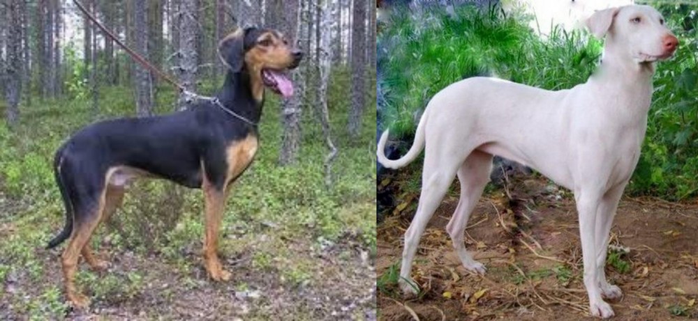 Rajapalayam vs Greek Harehound - Breed Comparison