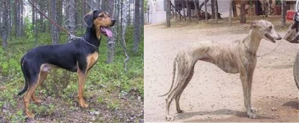 Rampur Greyhound vs Greek Harehound - Breed Comparison