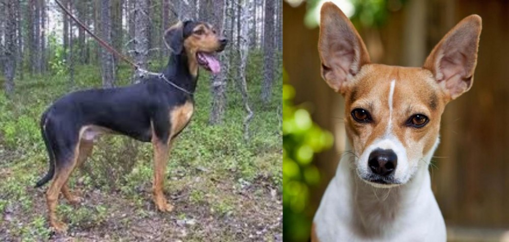 Rat Terrier vs Greek Harehound - Breed Comparison