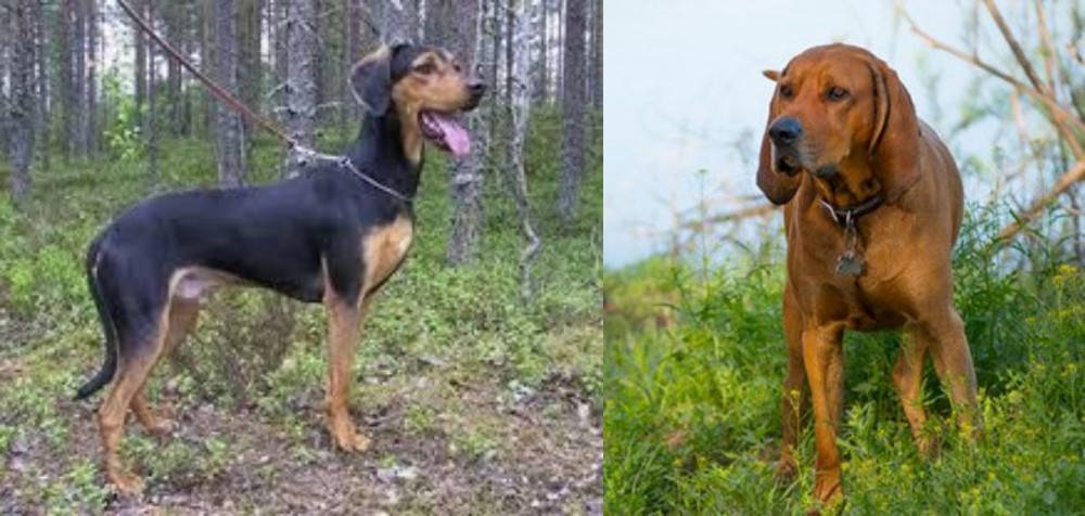 Redbone Coonhound vs Greek Harehound - Breed Comparison