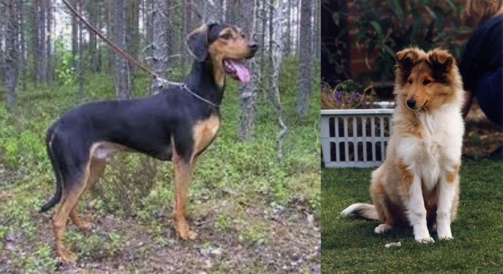 Rough Collie vs Greek Harehound - Breed Comparison