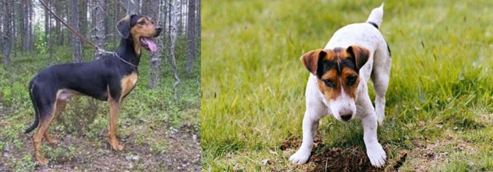 Russell Terrier vs Greek Harehound - Breed Comparison