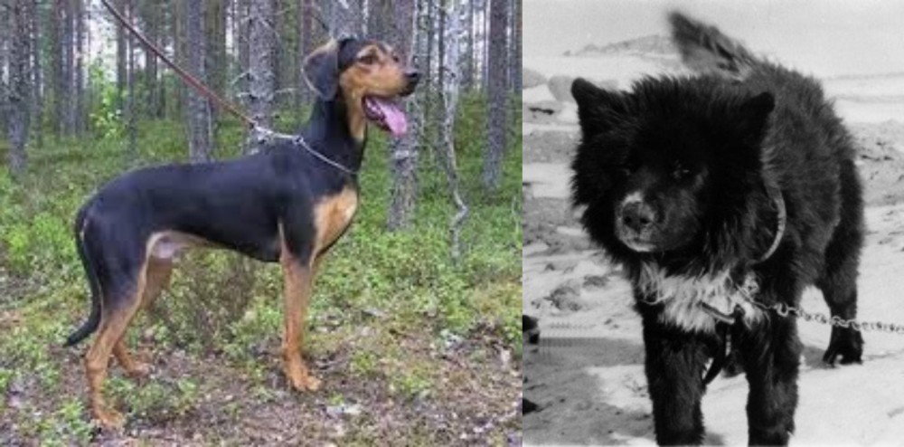 Sakhalin Husky vs Greek Harehound - Breed Comparison