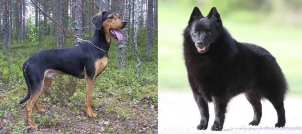 Schipperke vs Greek Harehound - Breed Comparison