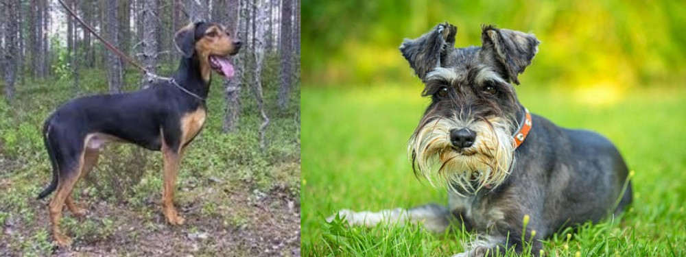 Schnauzer vs Greek Harehound - Breed Comparison