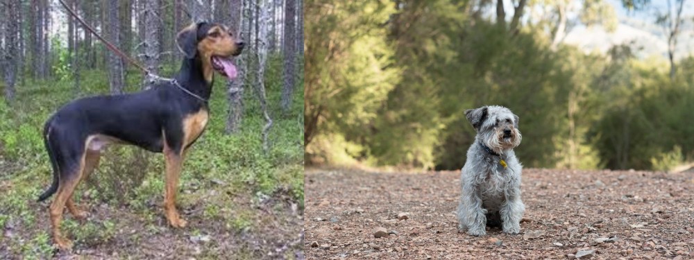 Schnoodle vs Greek Harehound - Breed Comparison