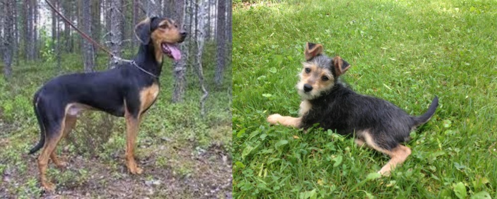 Schnorkie vs Greek Harehound - Breed Comparison