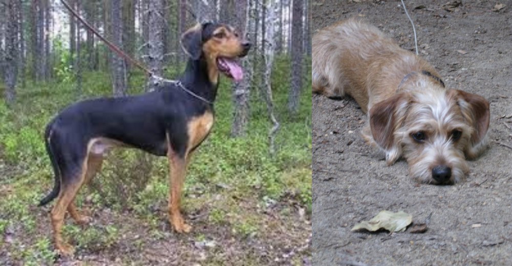 Schweenie vs Greek Harehound - Breed Comparison