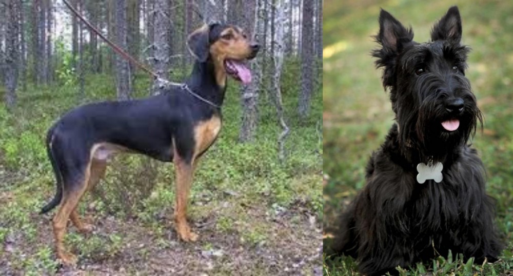 Scoland Terrier vs Greek Harehound - Breed Comparison