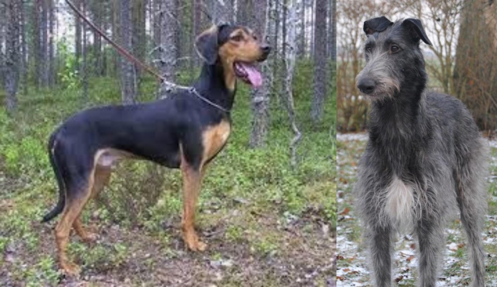 Scottish Deerhound vs Greek Harehound - Breed Comparison