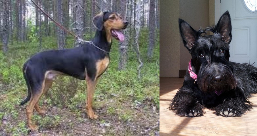Scottish Terrier vs Greek Harehound - Breed Comparison