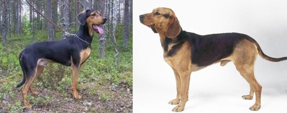 Serbian Hound vs Greek Harehound - Breed Comparison