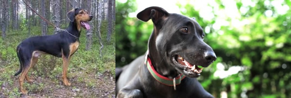 Shepard Labrador vs Greek Harehound - Breed Comparison