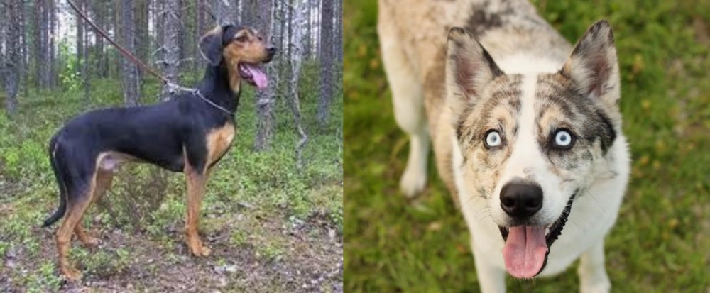 Shepherd Husky vs Greek Harehound - Breed Comparison