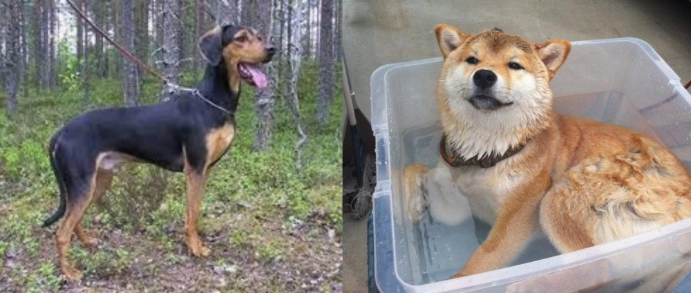 Shiba Inu vs Greek Harehound - Breed Comparison