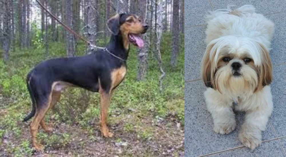 Shih Tzu vs Greek Harehound - Breed Comparison