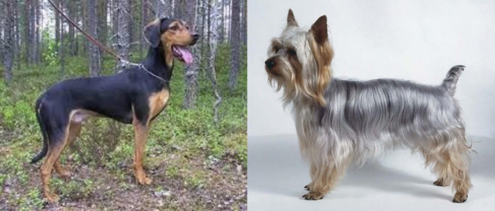 Silky Terrier vs Greek Harehound - Breed Comparison