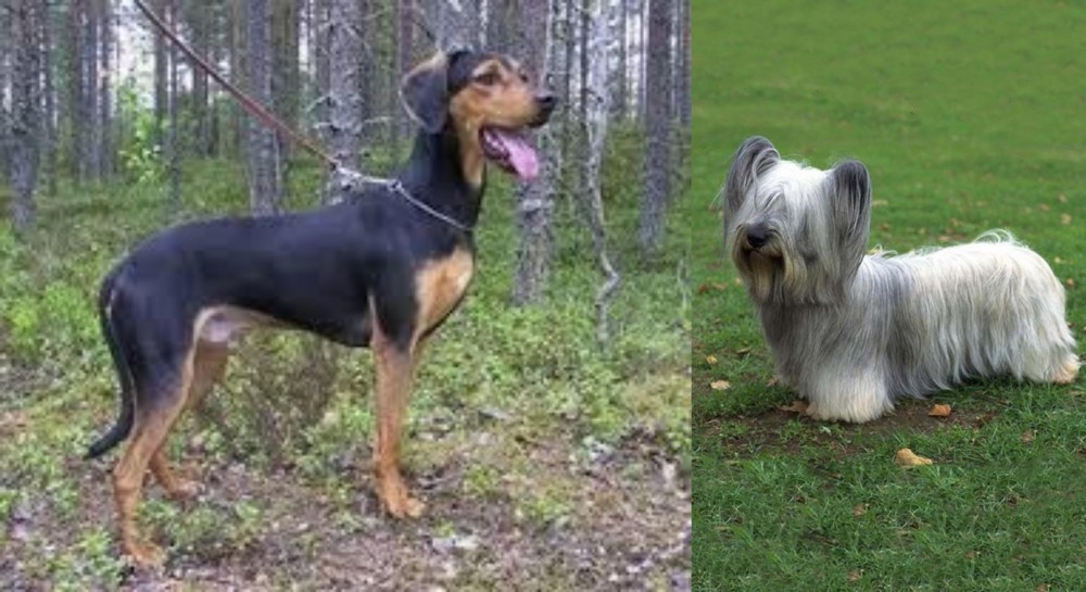 Skye Terrier vs Greek Harehound - Breed Comparison