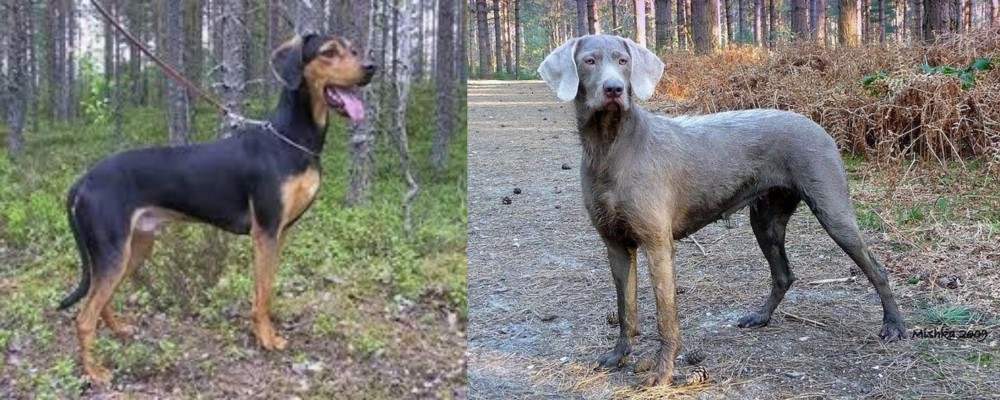 Slovensky Hrubosrsty Stavac vs Greek Harehound - Breed Comparison