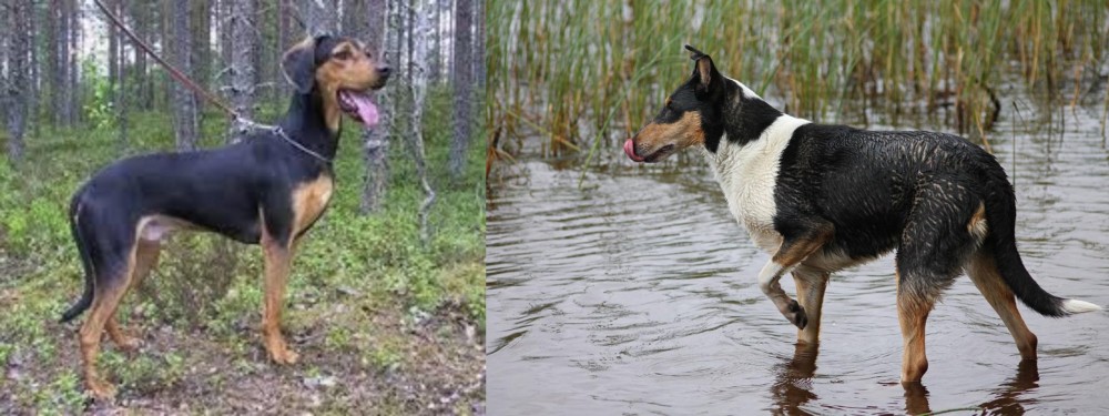 Smooth Collie vs Greek Harehound - Breed Comparison