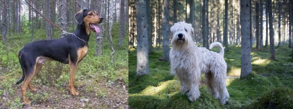 Soft-Coated Wheaten Terrier vs Greek Harehound - Breed Comparison