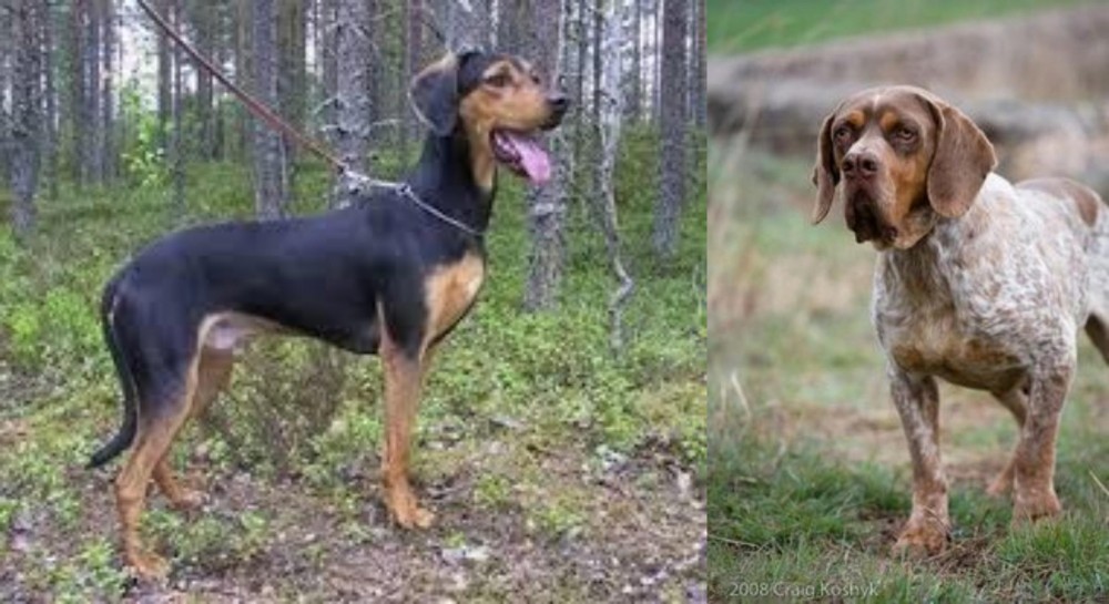 Spanish Pointer vs Greek Harehound - Breed Comparison