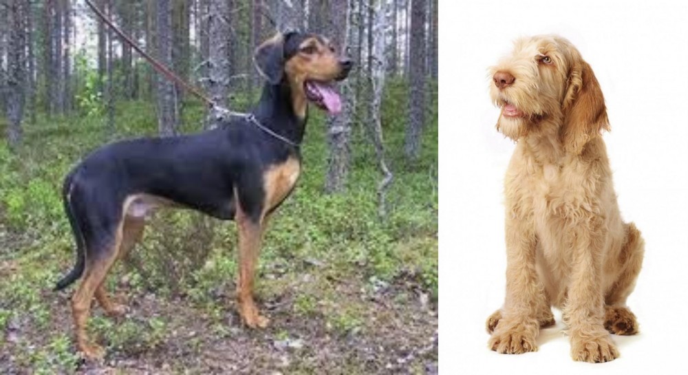 Spinone Italiano vs Greek Harehound - Breed Comparison