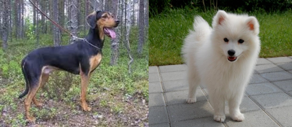 Spitz vs Greek Harehound - Breed Comparison