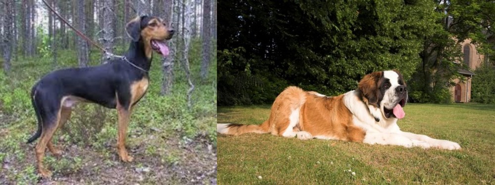 St. Bernard vs Greek Harehound - Breed Comparison