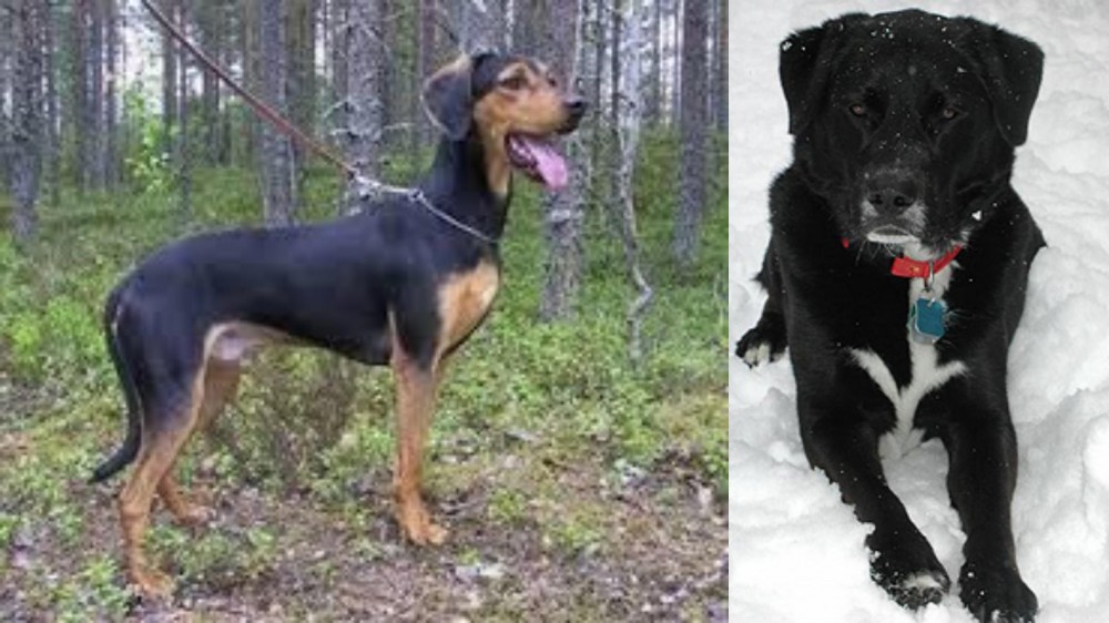 St. John's Water Dog vs Greek Harehound - Breed Comparison