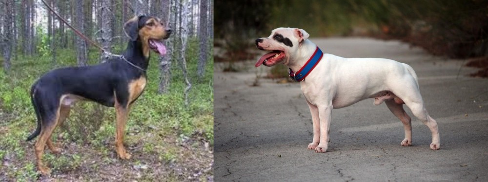 Staffordshire Bull Terrier vs Greek Harehound - Breed Comparison