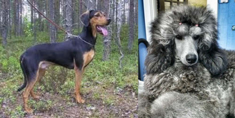 Standard Poodle vs Greek Harehound - Breed Comparison