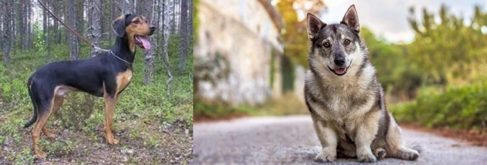 Swedish Vallhund vs Greek Harehound - Breed Comparison