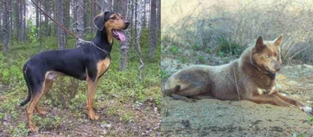 Tahltan Bear Dog vs Greek Harehound - Breed Comparison