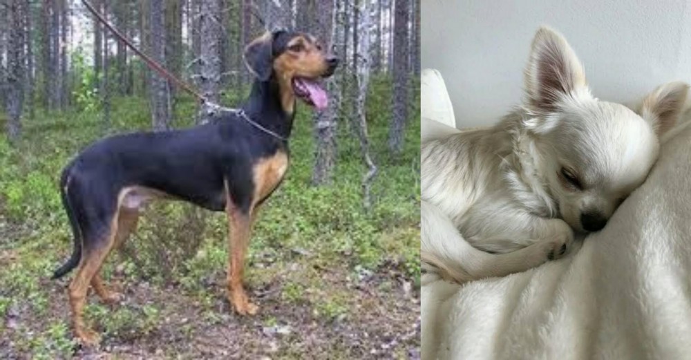Tea Cup Chihuahua vs Greek Harehound - Breed Comparison