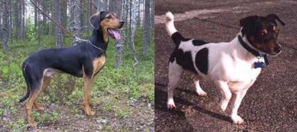 Teddy Roosevelt Terrier vs Greek Harehound - Breed Comparison